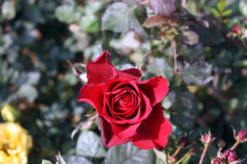 Colorful roses background. Beautiful, high quality, good for holidays, valentines's gift.