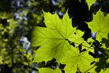 maple leaves in the sun
