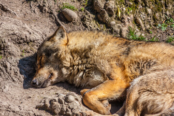 sleeping wolf © Alexander
