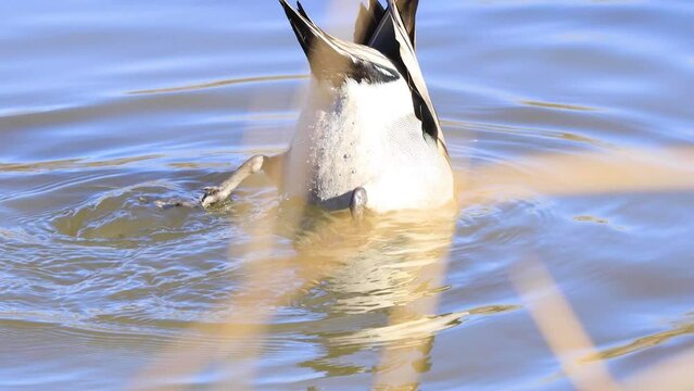 American Pintail Duck dabbling and diving for aquatic vegetation to eat.