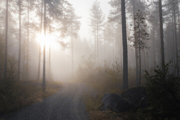 Fototapeta na wymiar morning in the forest