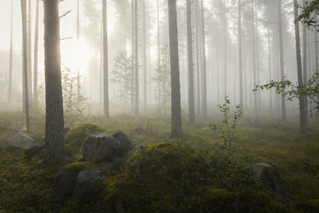 Nebel im Wald © adrian