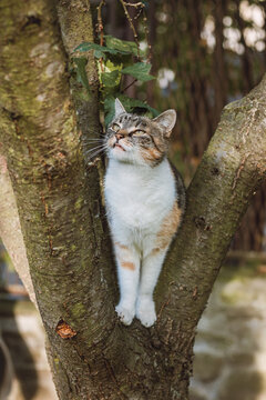 Curious and playful look of three colorful house cats standing on a tree. Felis catus domesticus climbing a tree. The expression of the pet