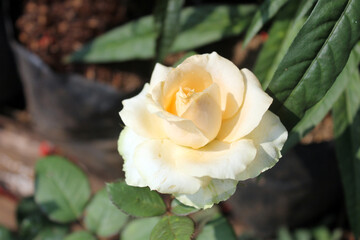 Colorful roses background. Beautiful, high quality, good for holidays, valentines's gift.