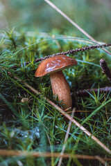 Detail of Boletus edulis in spruce needles. Autumn time in the months of September and October, which are ideal for fungal growth. Forest environment