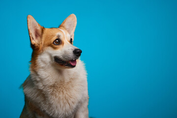 Portrait of a corgi dog on a blue background. Close-up. Funny dog face. World Pet Day. A place for advertising