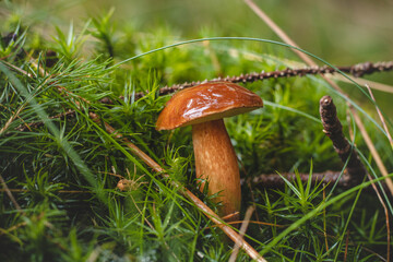 Detail of Boletus edulis in spruce needles. Autumn time in the months of September and October, which are ideal for fungal growth. Forest environment