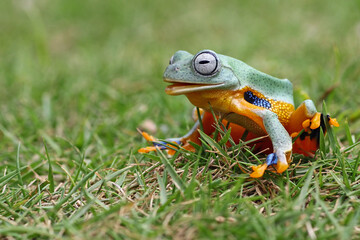 Tree frog laughing on the grass, Java tree frogs, animal closeup
