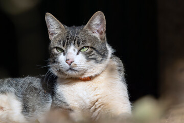 A male tabby cat lying on the grass in the house's garden. Sunbath. Animal world. Pet lover. Cat lover. American Wirehair.