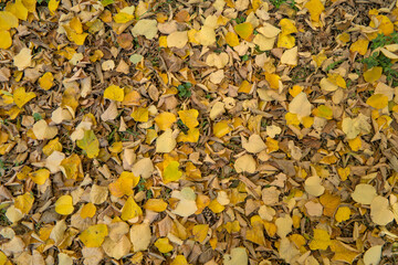 Fallen yellow leaves covering the ground, top view