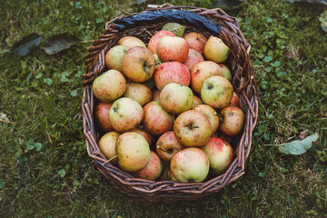 Autumn picking of home-grown and organic apples from a country orchard. A wicker basket of red apples without any chemicals. Fruit for everyone's enjoyment. Farm lifestyle