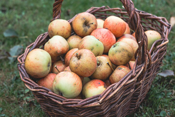 Autumn picking of home-grown and organic apples from a country orchard. A wicker basket of red apples without any chemicals. Fruit for everyone's enjoyment. Farm lifestyle