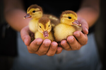 woman holding newborn ducklings close-up