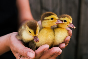 woman holding newborn ducklings close-up