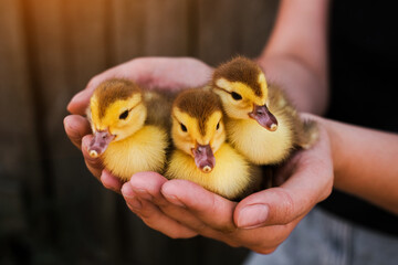 woman holding newborn ducklings close-up