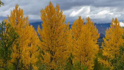 Yellow autumn trees