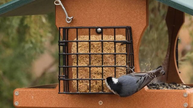 White breasted nuthatch eating at bird feeder