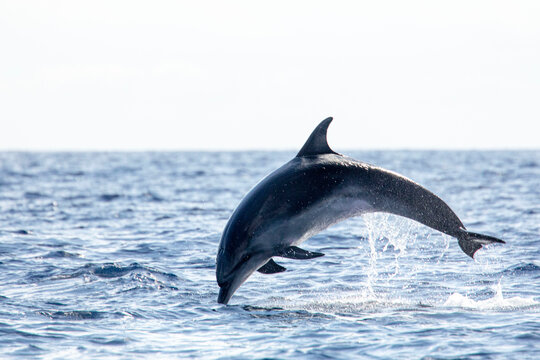 Dauphin