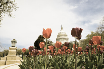 US Capitol Building in Washington DC United States