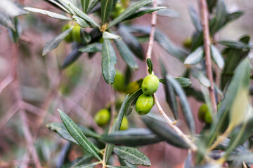green and black olives on a tree branch, olive branch with olives, buds of a tree