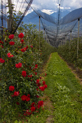 Blumen in Apfelplantage