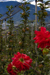 Blumen in Apfelplantage
