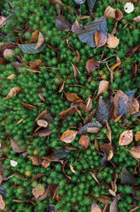 autumn leaves on the forest ground