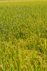 たわわに実った収穫前の稲穂