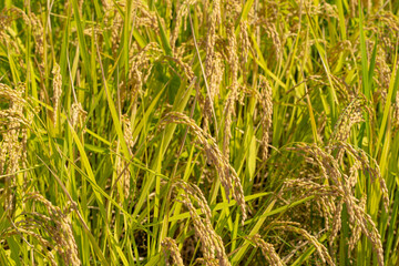 たわわに実った収穫前の稲穂