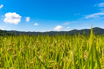 田園風景と青空
