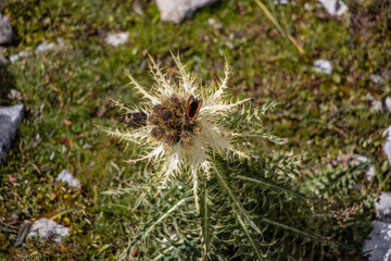 Distel