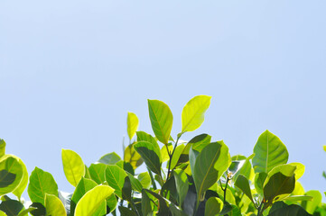 Artocarpus heterophyllus Lam,  A heterophylla or jackfruit or jackfruit tree and sky