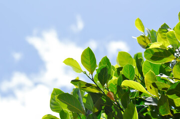 Artocarpus heterophyllus Lam,  A heterophylla or jackfruit or jackfruit tree and sky