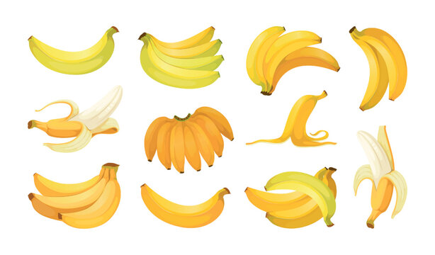 Banana set. Whole and peel tropical fruits, yellow fruit bunch. Color food drawing, cut ripe plants, simple tropical vegetarian snack, cooking ingredient. Vector cartoon isolated illustration
