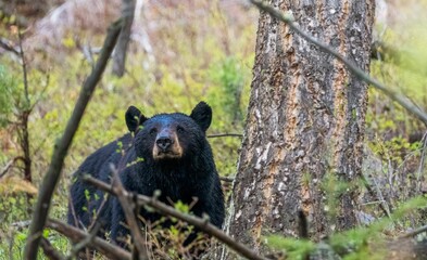 Closeup shot of a Louisiana black bear in the forest with trees and greenery