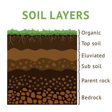 Soil layer section, dirt cross ground. Earth with rock and root plants, formation structure diagram. Diagram or training material. Landscape borders with text. Vector illustration surface
