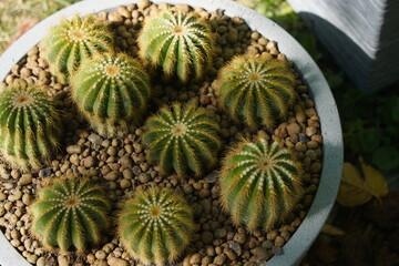 Cacti succulents in pots at the exhibition-sale.