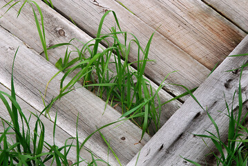 grass growing thru wooden boards