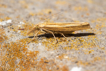 Straw Grass-veneer Moth (Agriphila straminella) resting on lichen covered cement