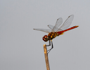 dragonfly on a branch