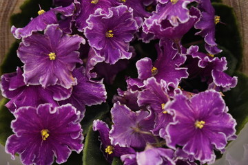 Pots with fresh violet flowers at the exhibition-sale.