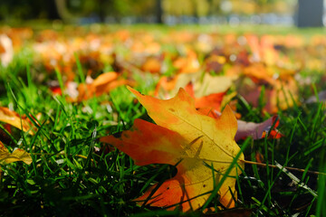 maple leaves autumn foliage background