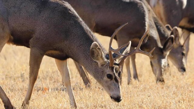 Mule deer buck