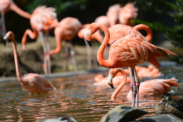 flamingo family in the water