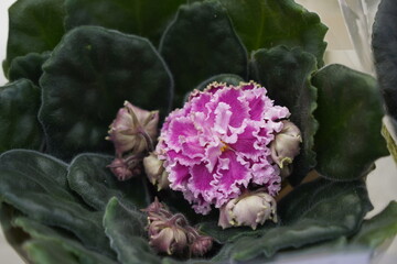 Obraz premium Pots with fresh violet flowers at the exhibition-sale.