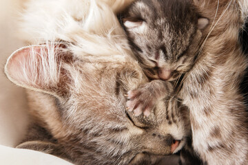 Cute cat and newborn kittens