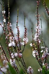 Backlit flowers and buds of the Australian native Coast Coral Heath, Epacris microphylla, family Ericaceae, growing in heathland in Sydney, NSW. Flowers winter to summer. Endemic to east Australia