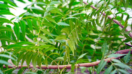Medicinal neem twigs. Herbal neem leaves and branch over white background. Azadirachta indica - A branch of neem tree leaves. Natural Medicine.