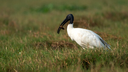 Fototapeta premium Black-headed Ibis with a catch