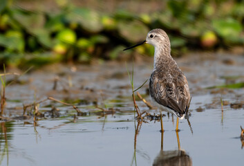 Sandpiper